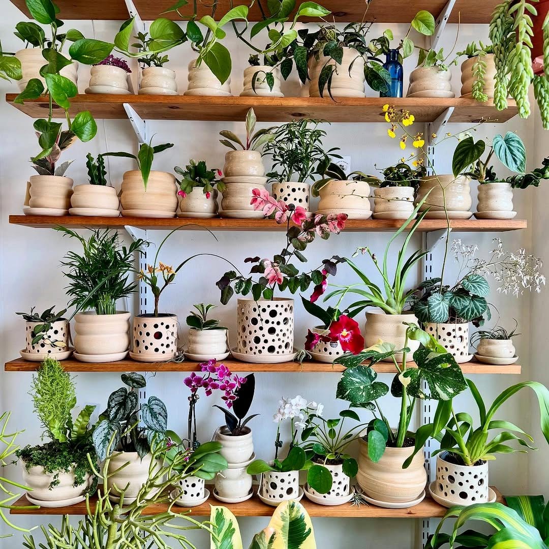 Cluster of potted ferns on shelf