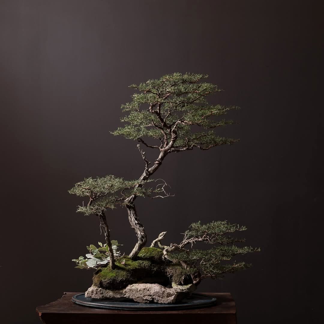 Olive bonsai with twisted trunk