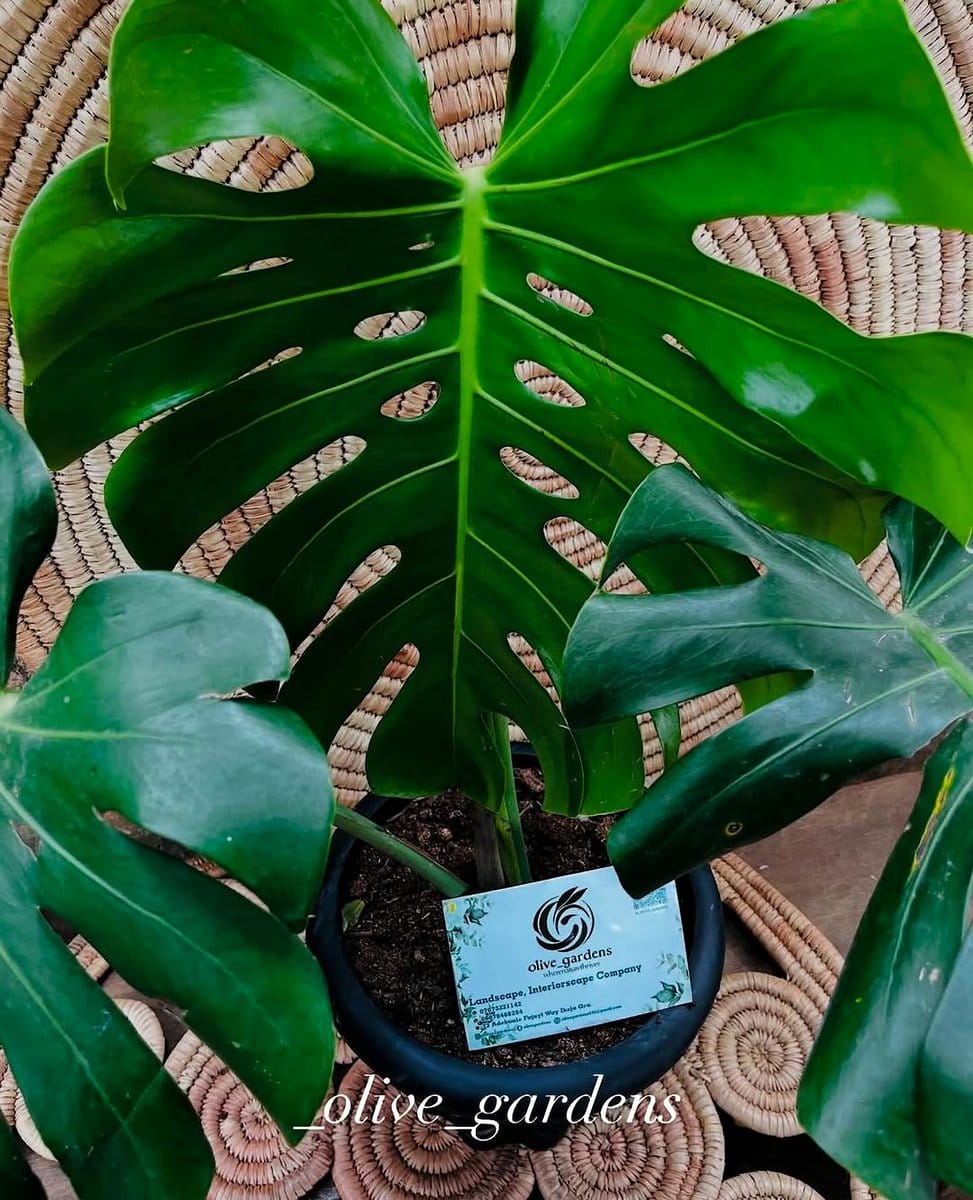 monstera plant with potted mint and basil