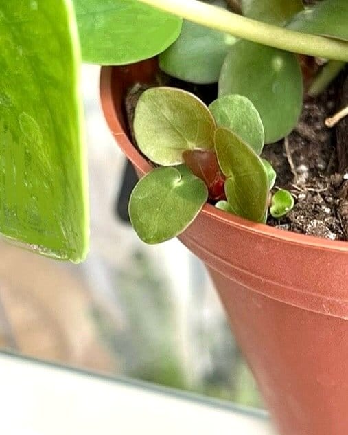white pots with single green plant