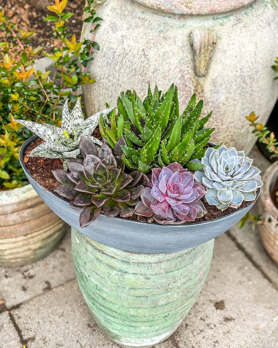 low ceramic bowl with mixed succulents