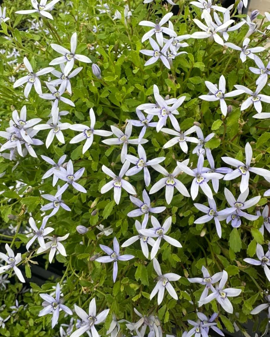 blue star creeper in bloom