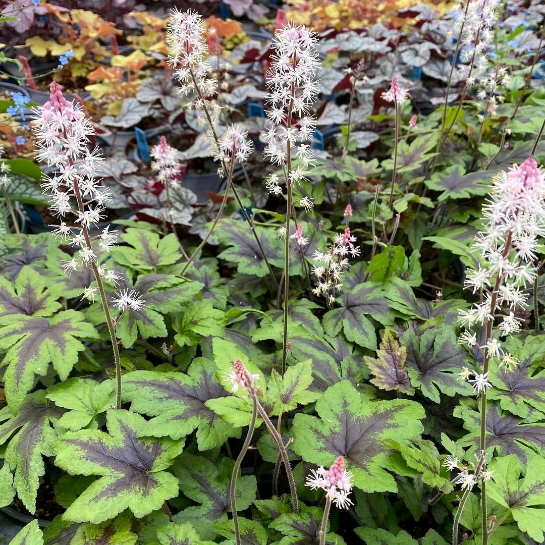 Tiarella flowers with brunnera leaves