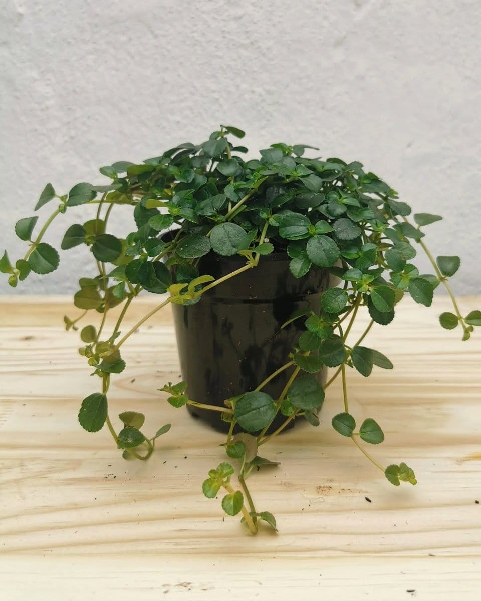 baby's tears plant in a hanging basket