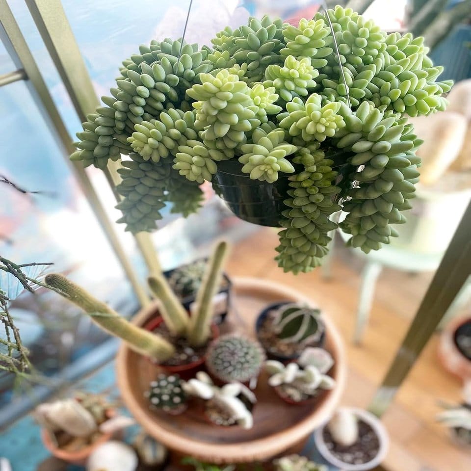 Sea urchin shell air plant holder with Tillandsia
