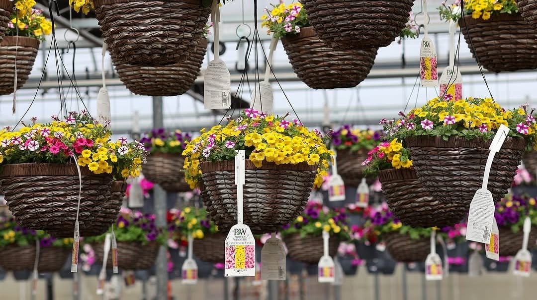 Lush fern in woven hanging basket