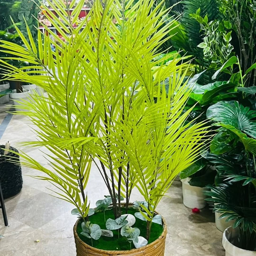 Majestic areca palm in woven basket