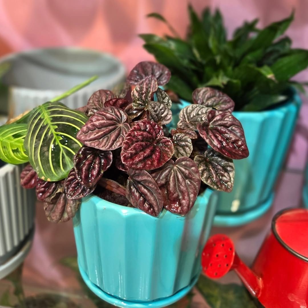 Textured peperomia in colorful pot