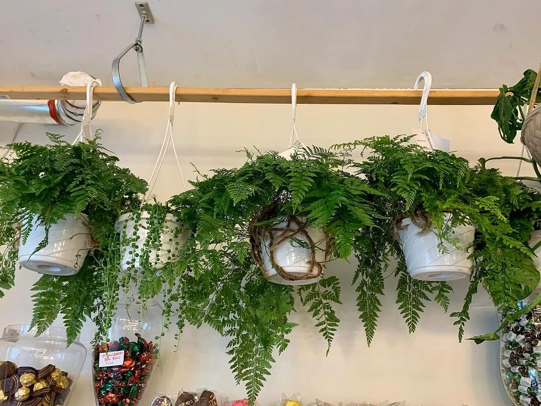 boston fern hanging from ceiling