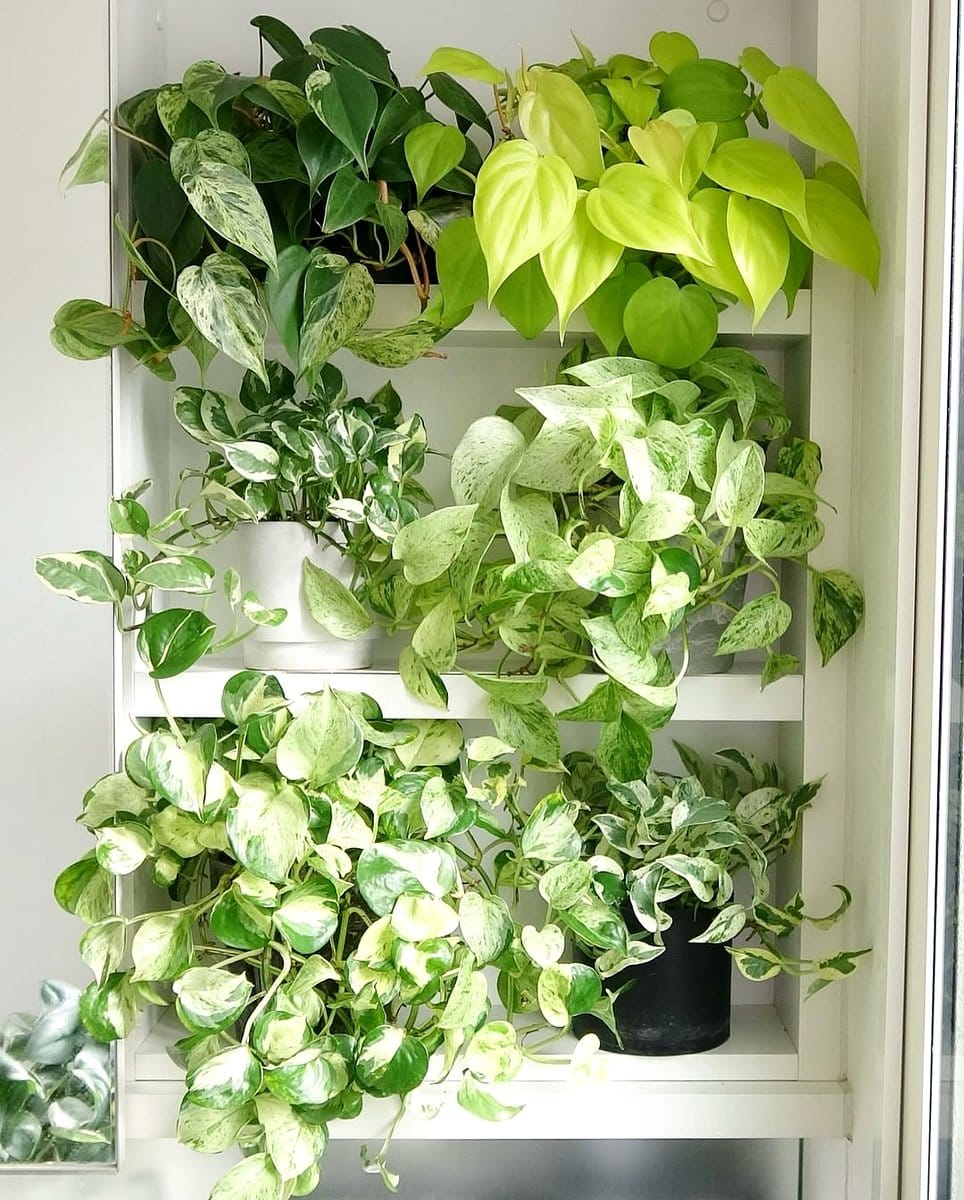 pothos marble queen trailing from shelf