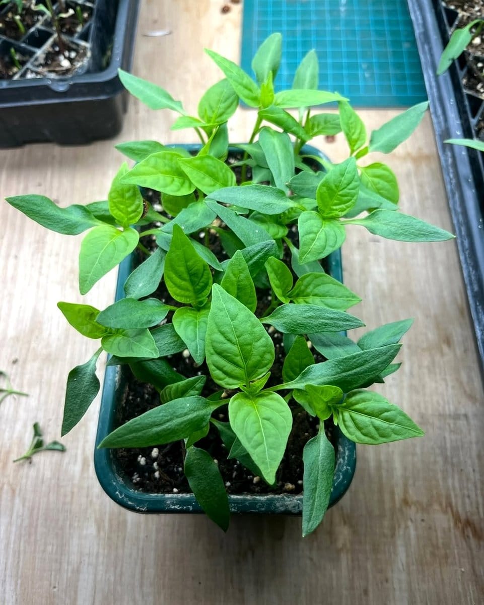 perlite in a propagation tray