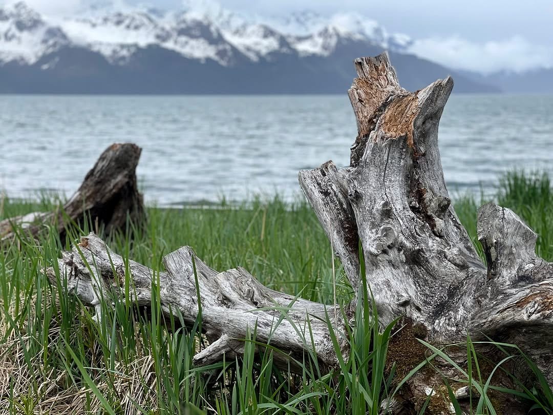 driftwood and rocks with alpine plants