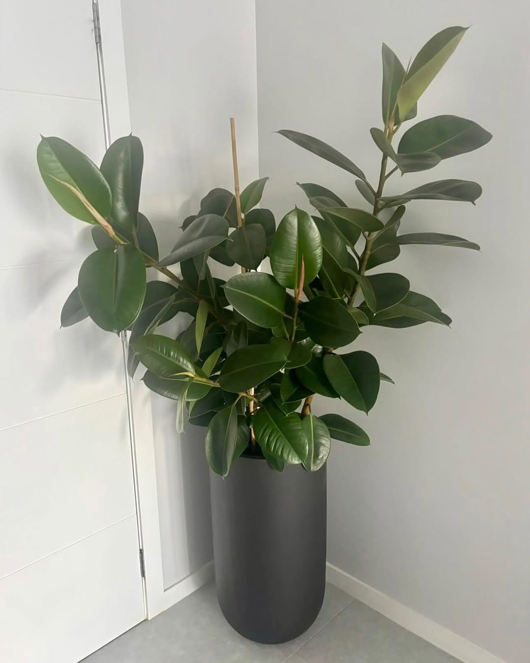 Bold rubber plant in rustic pot