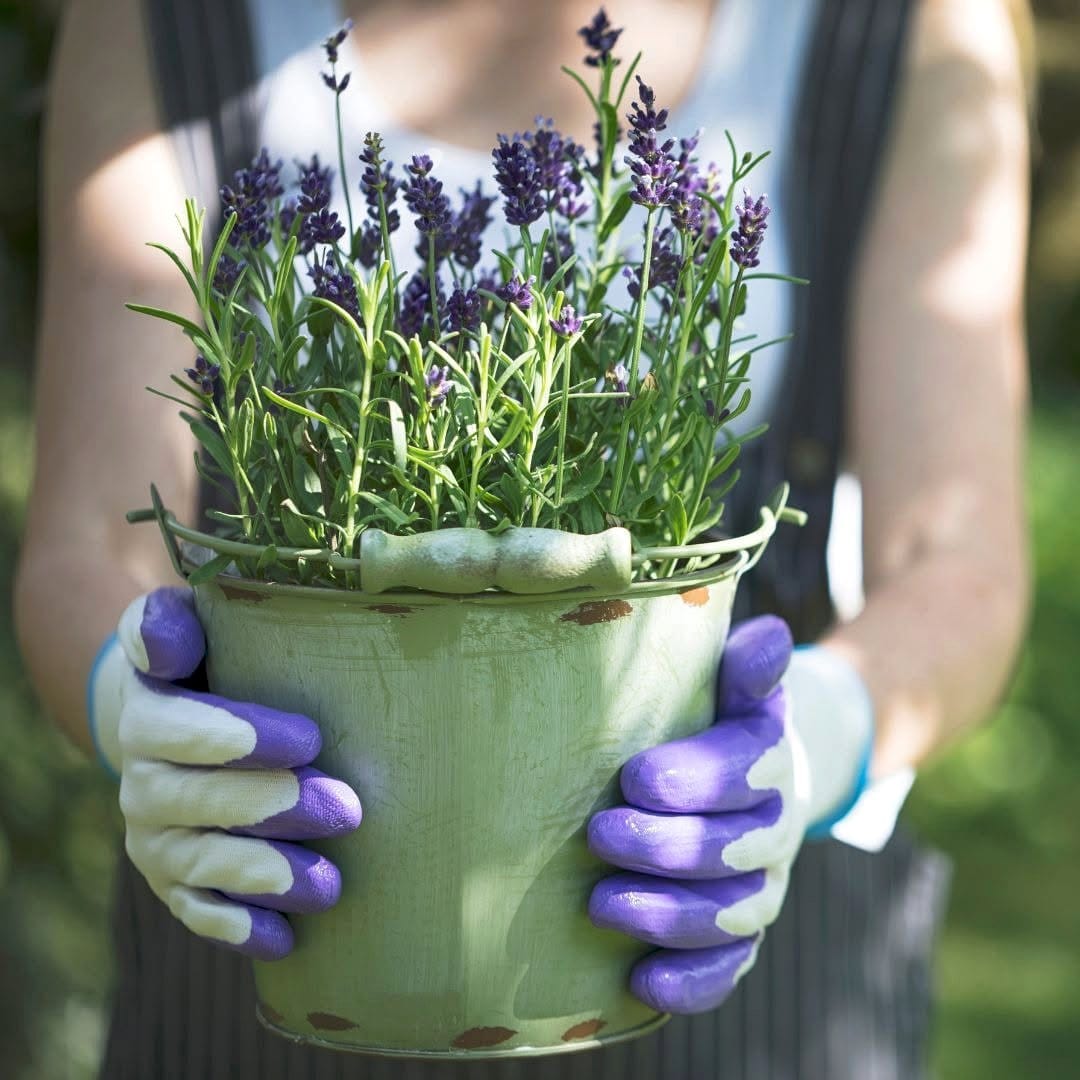 lavender plant in pot
