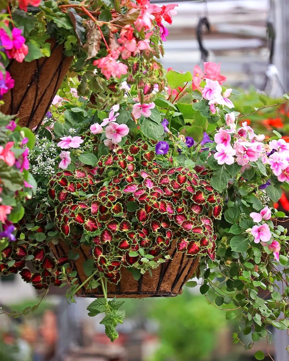 tiered basket hanging planter