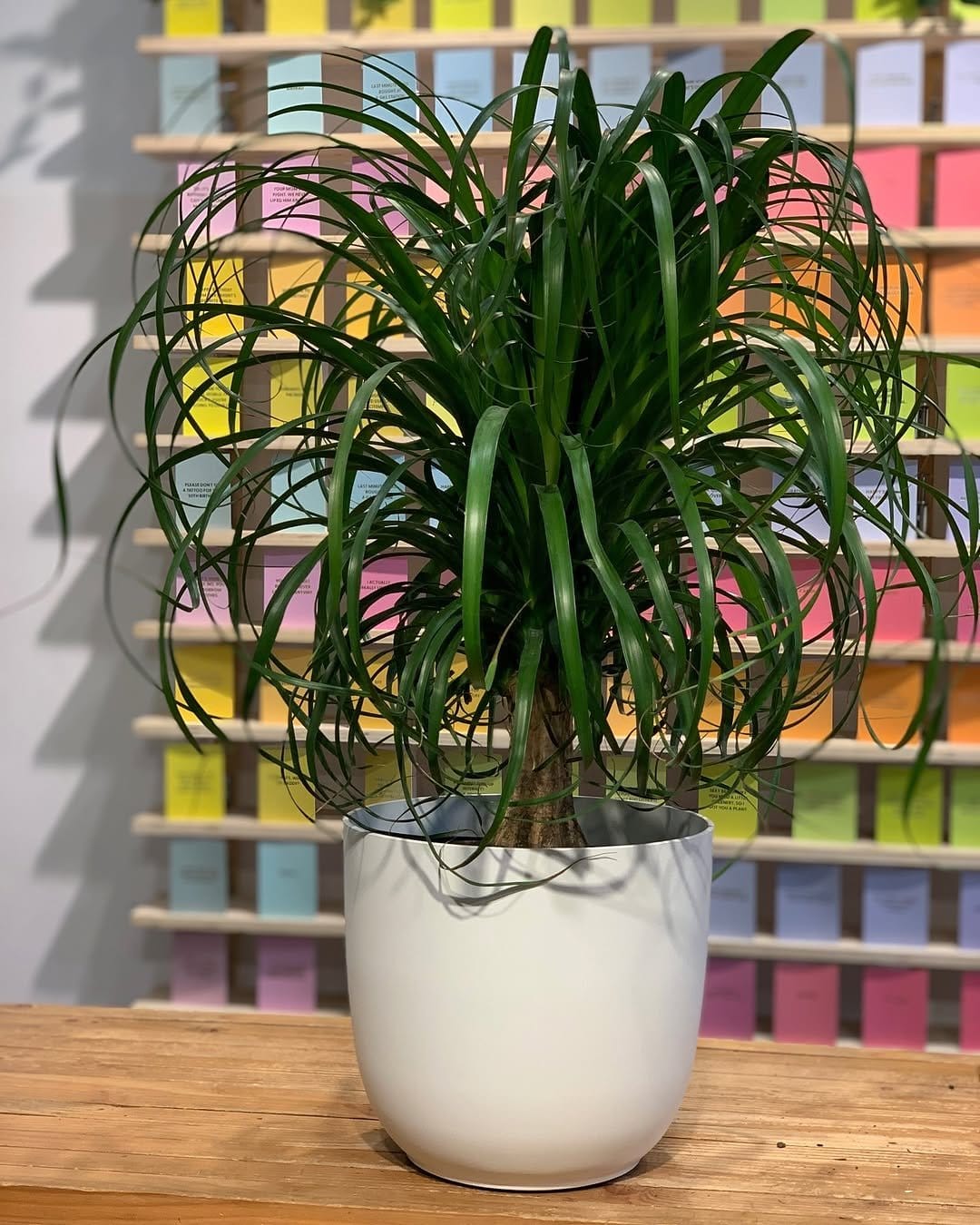 Quirky ponytail palm in ceramic pot