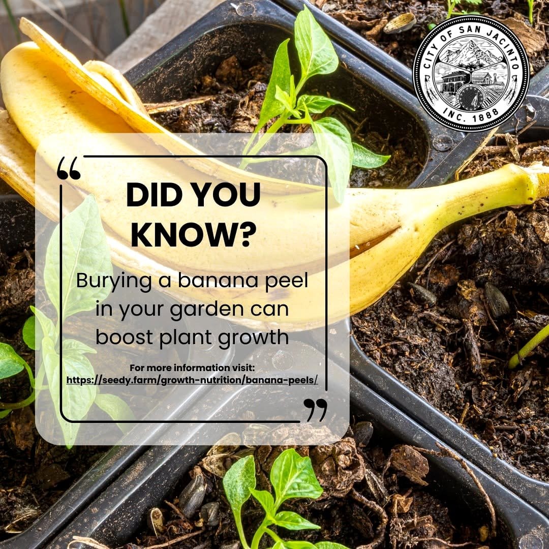 banana peel next to plant