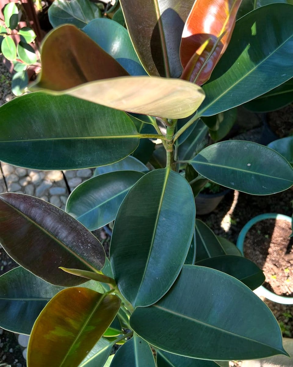 rubber plant beside window