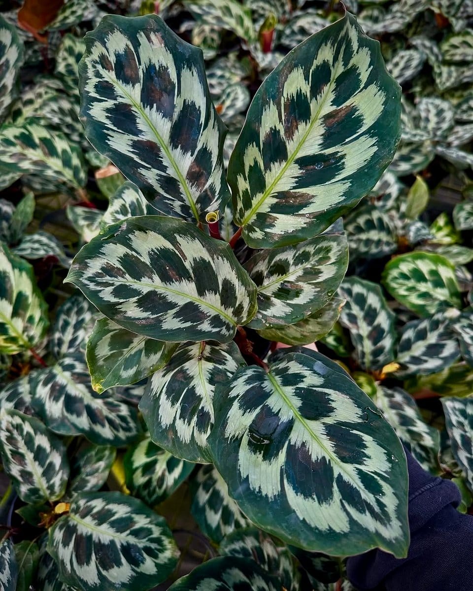 calathea with variegated leaves