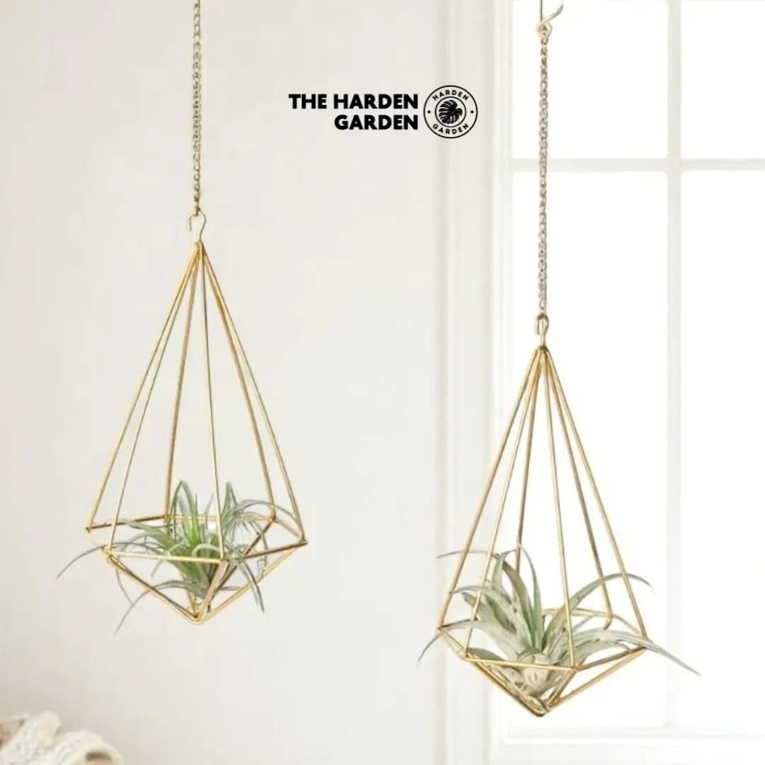 air plants in geometric holder