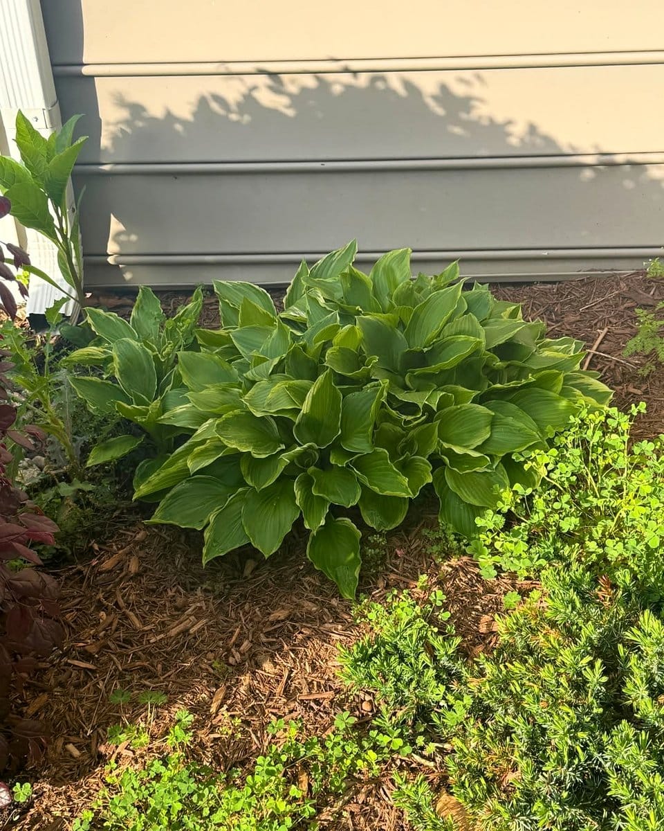 variegated hostas in garden