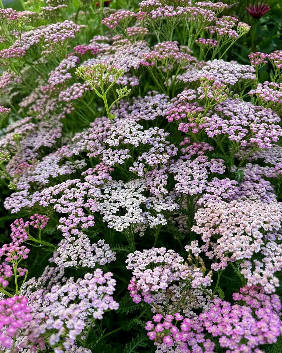 yarrow flowers in mixed garden bed