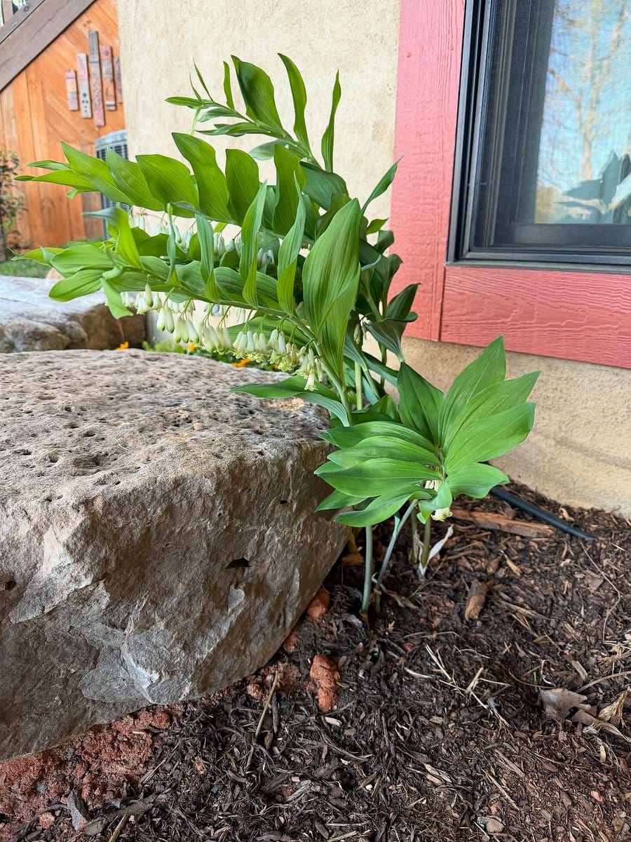 Solomon's seal with bleeding heart flowers