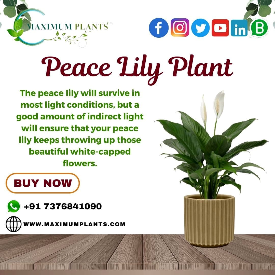 Floral-themed carnival mask with blooming peace lily