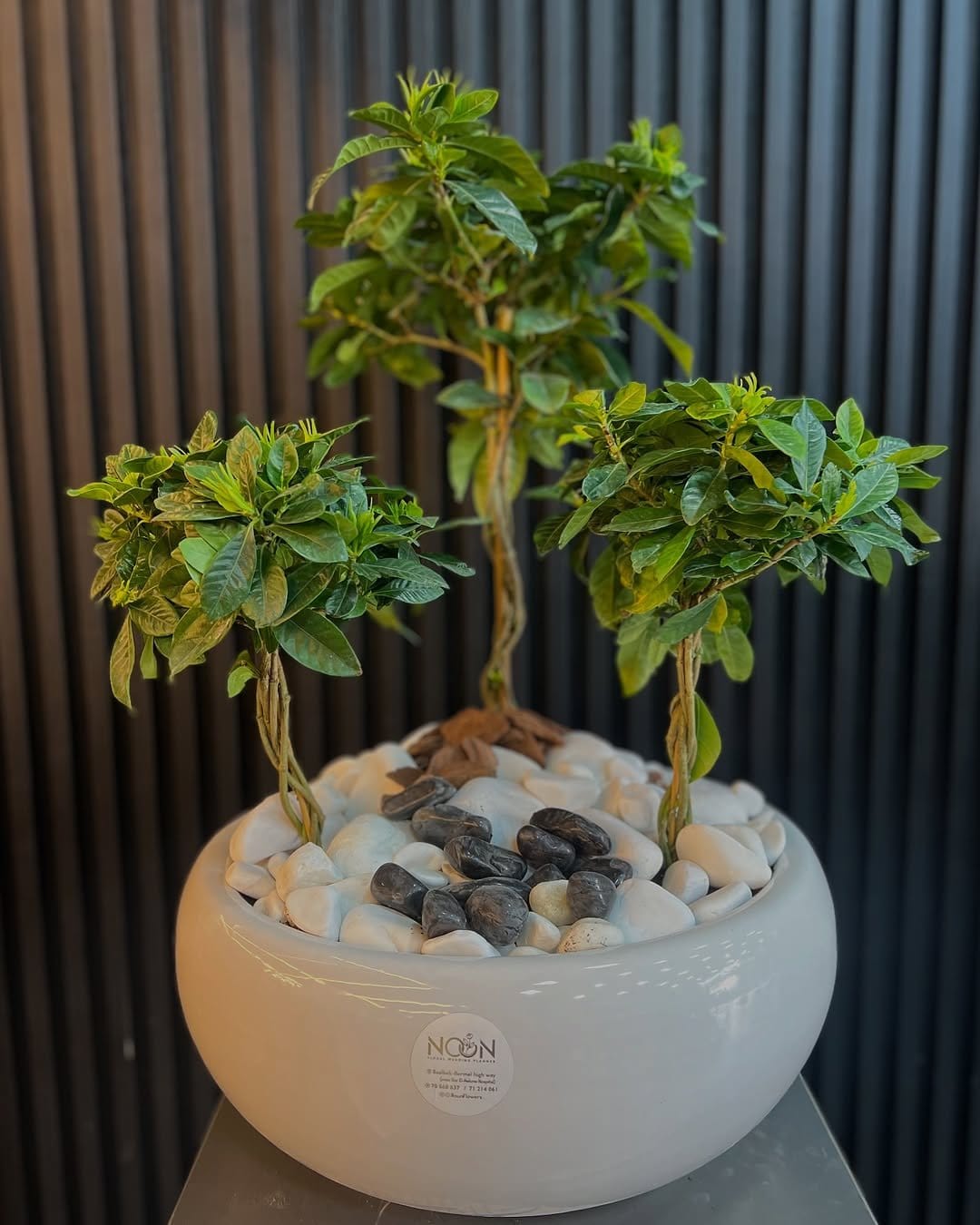 Fragrant gardenias in white pots