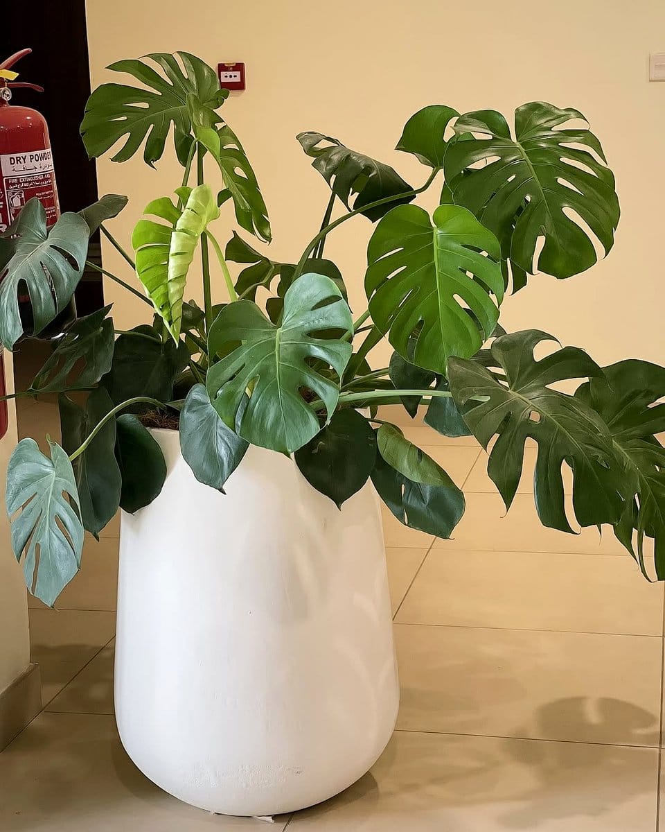 Monstera plant in white ceramic pot