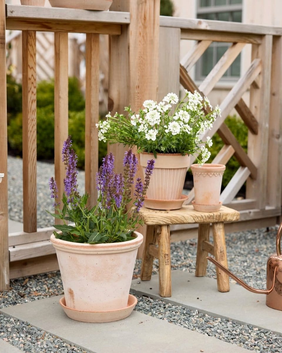 lavender plant on balcony