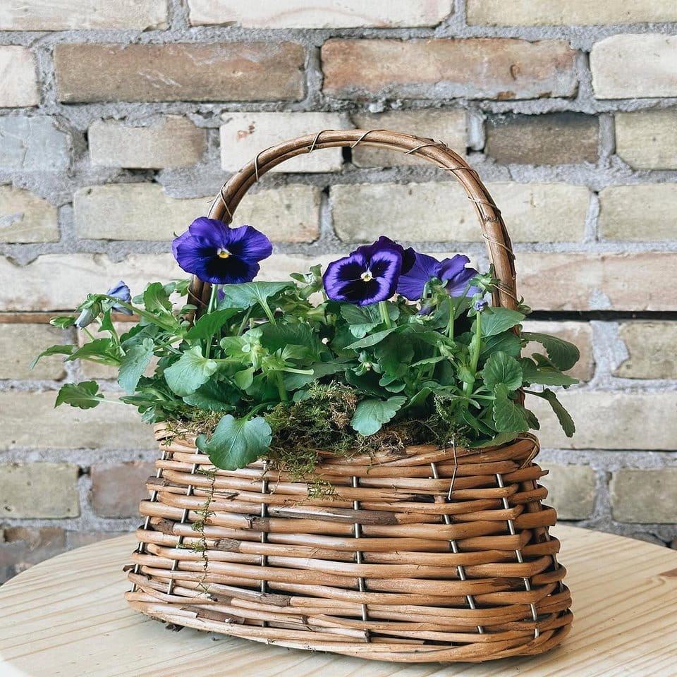 Trio of hanging wicker baskets