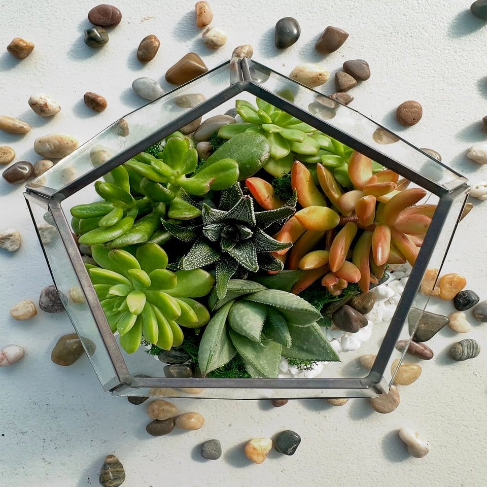 Modern geometric terrarium with succulents