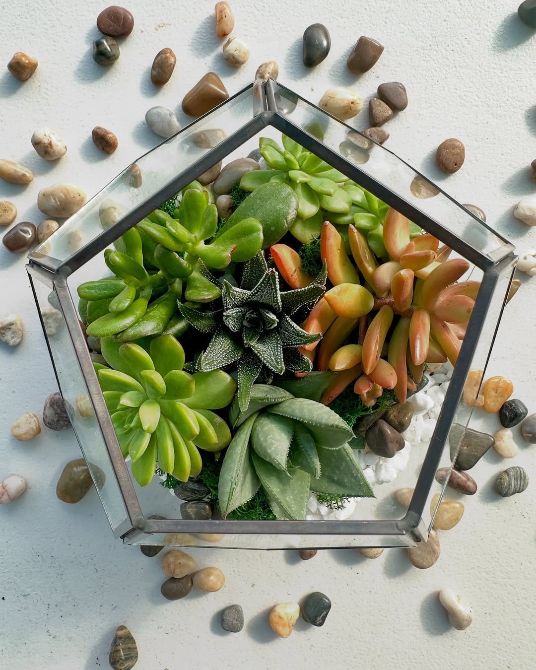 Minimalist succulents in geometric terrarium