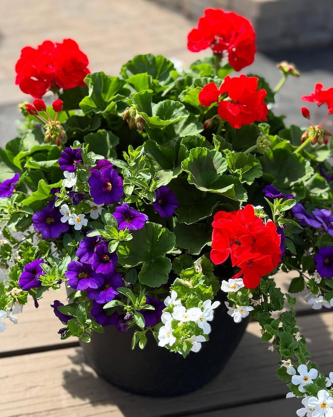 Cheerful geraniums in wicker baskets