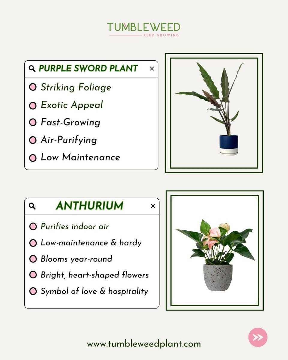 air-purifying plants on shelf
