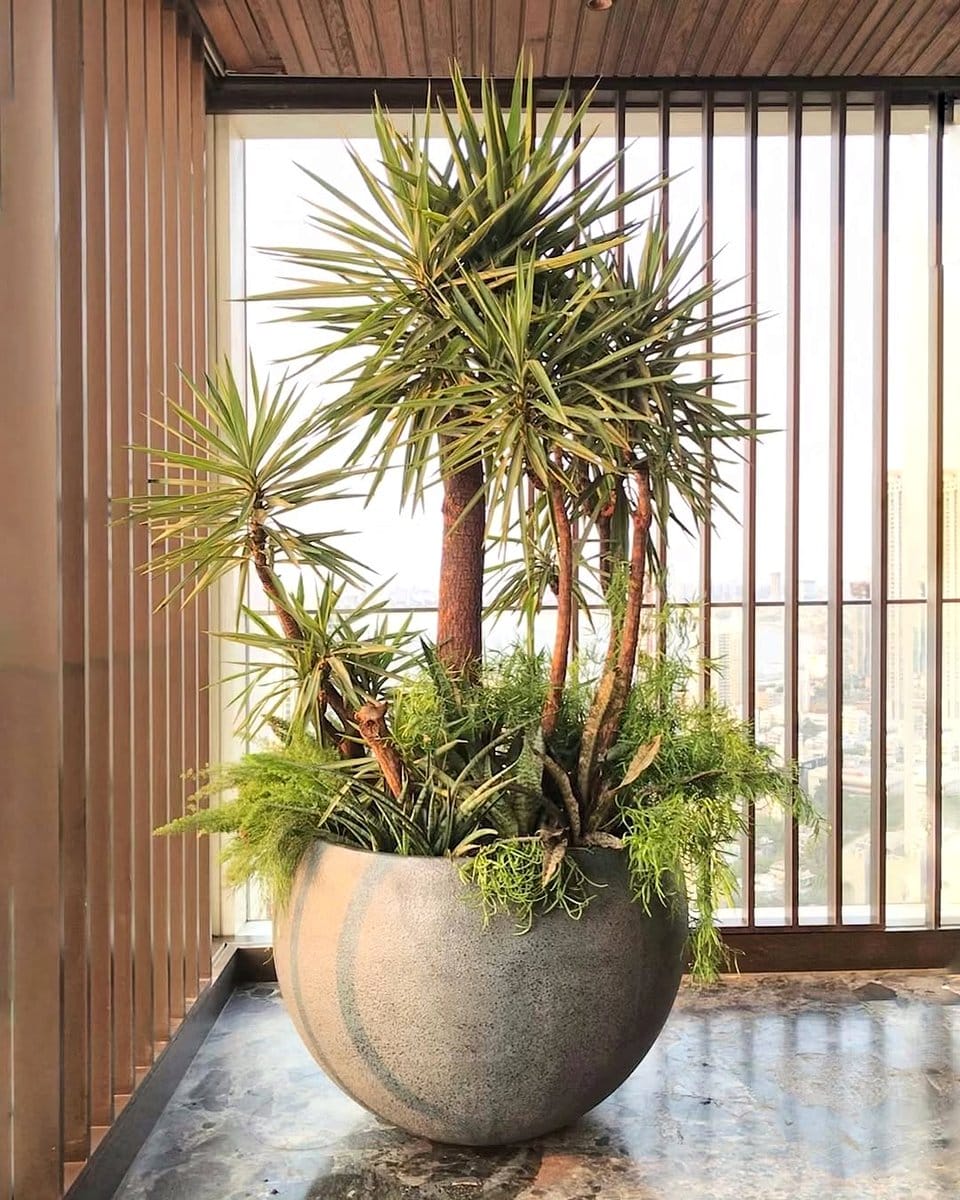 large agave in modern pot