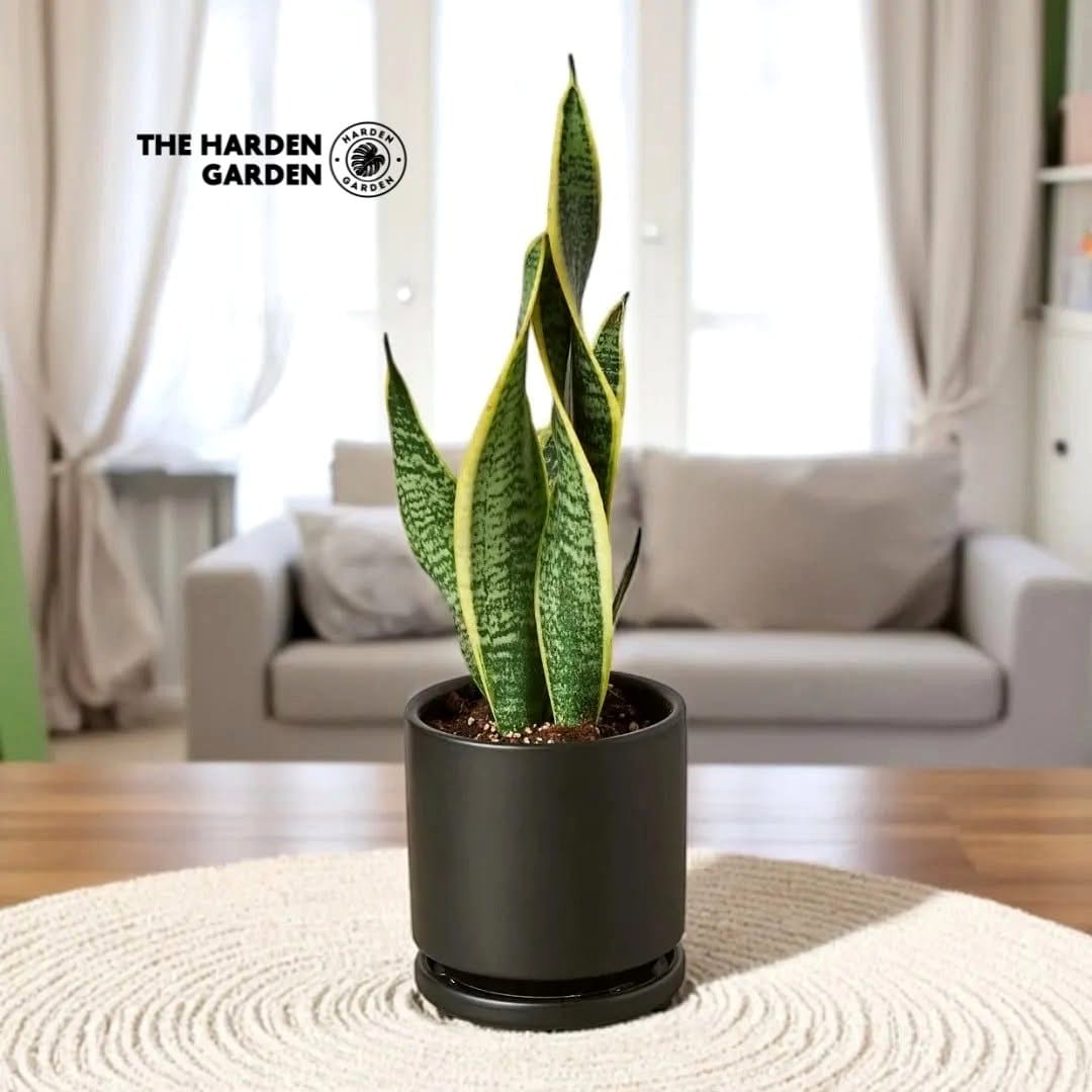 snake plant on bathroom shelf
