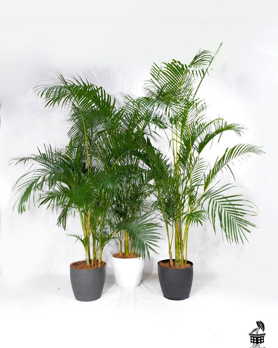 areca palm in sunlit corner