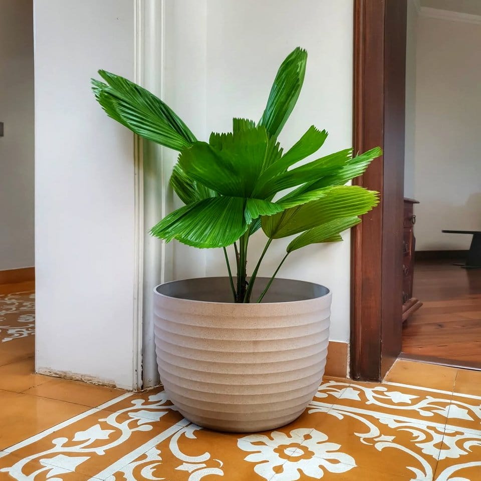Unique designer-inspired plant vase collection