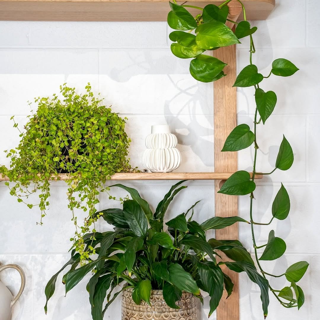 trailing ivy on shelf
