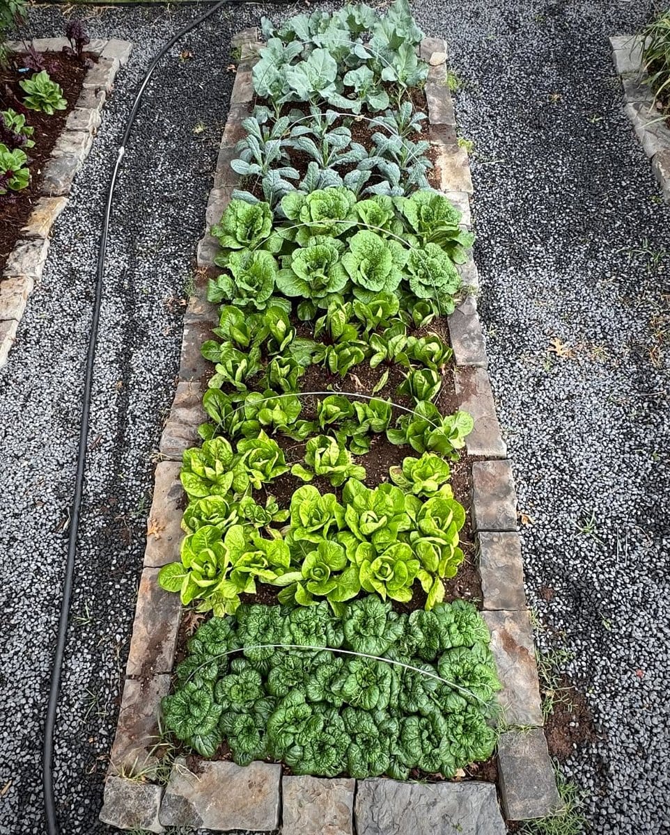 seeds directly in garden bed