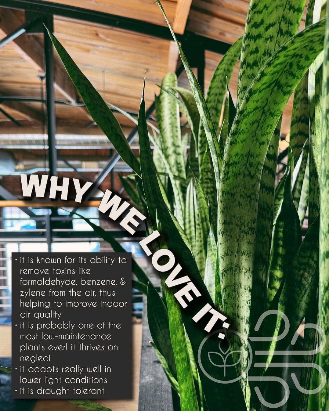 Vibrant snake plant in sleek black pot