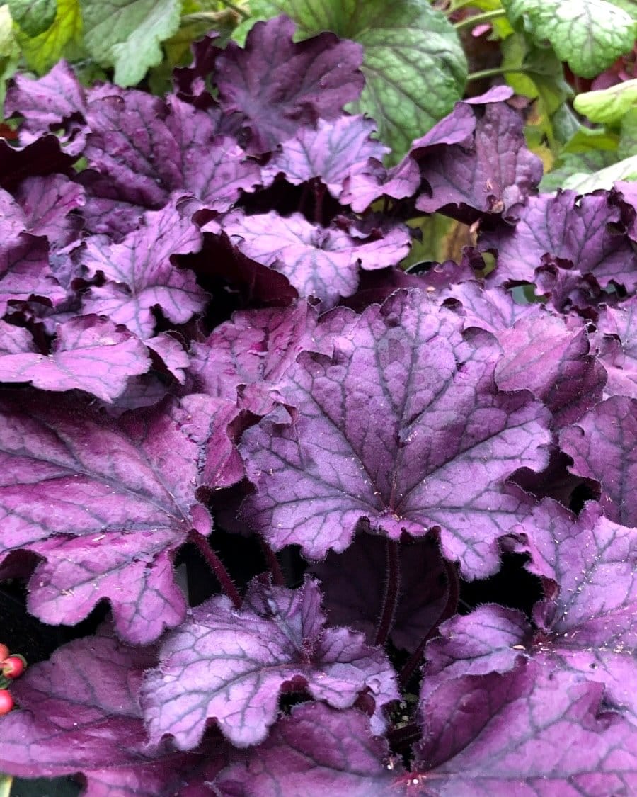 Foamflower blooms with lungwort leaves