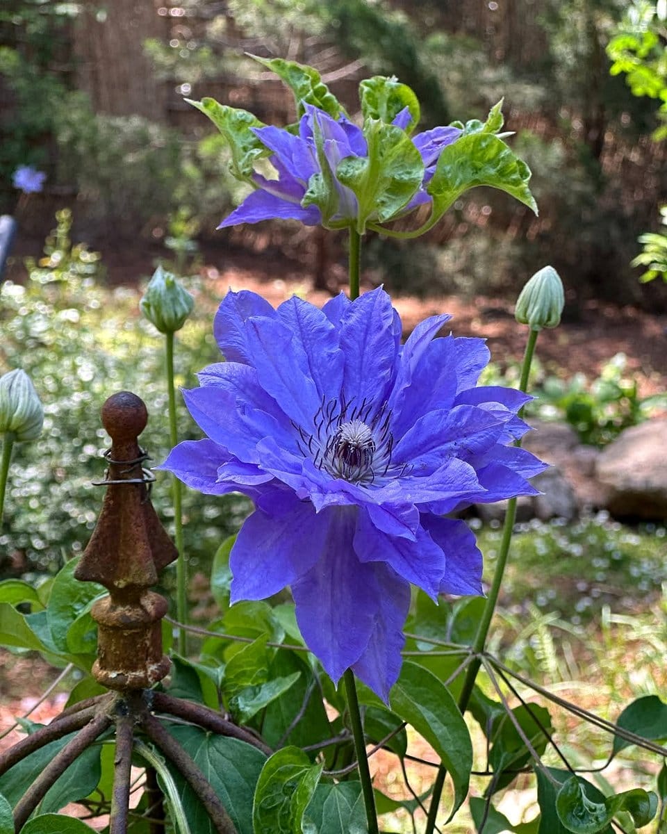 clematis vine with hosta plant