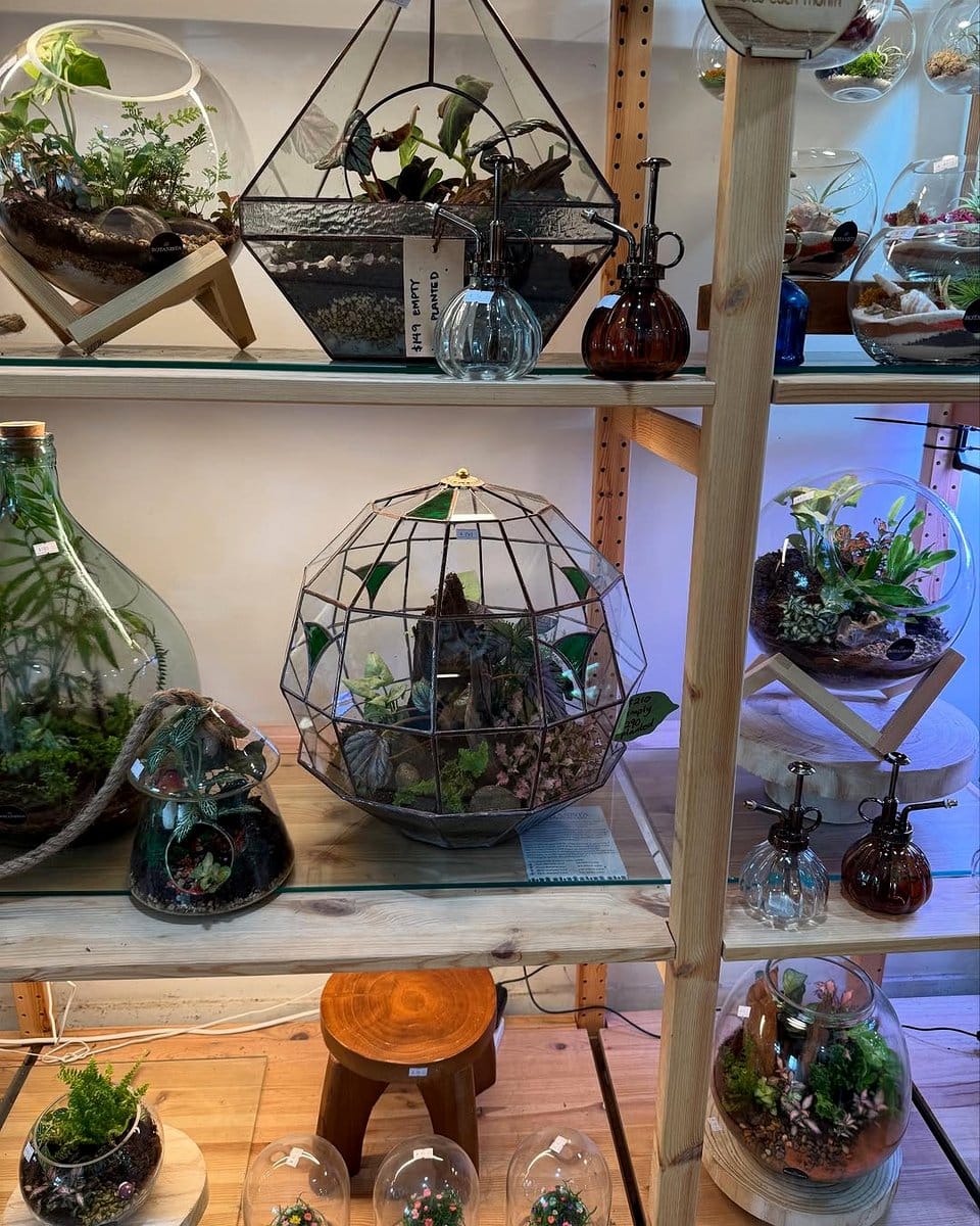 hanging terrarium from ceiling