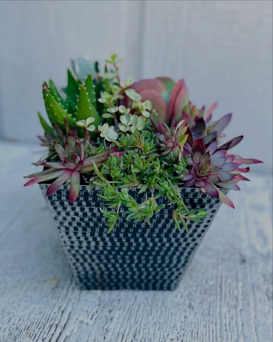 Neon cactus and driftwood arrangement