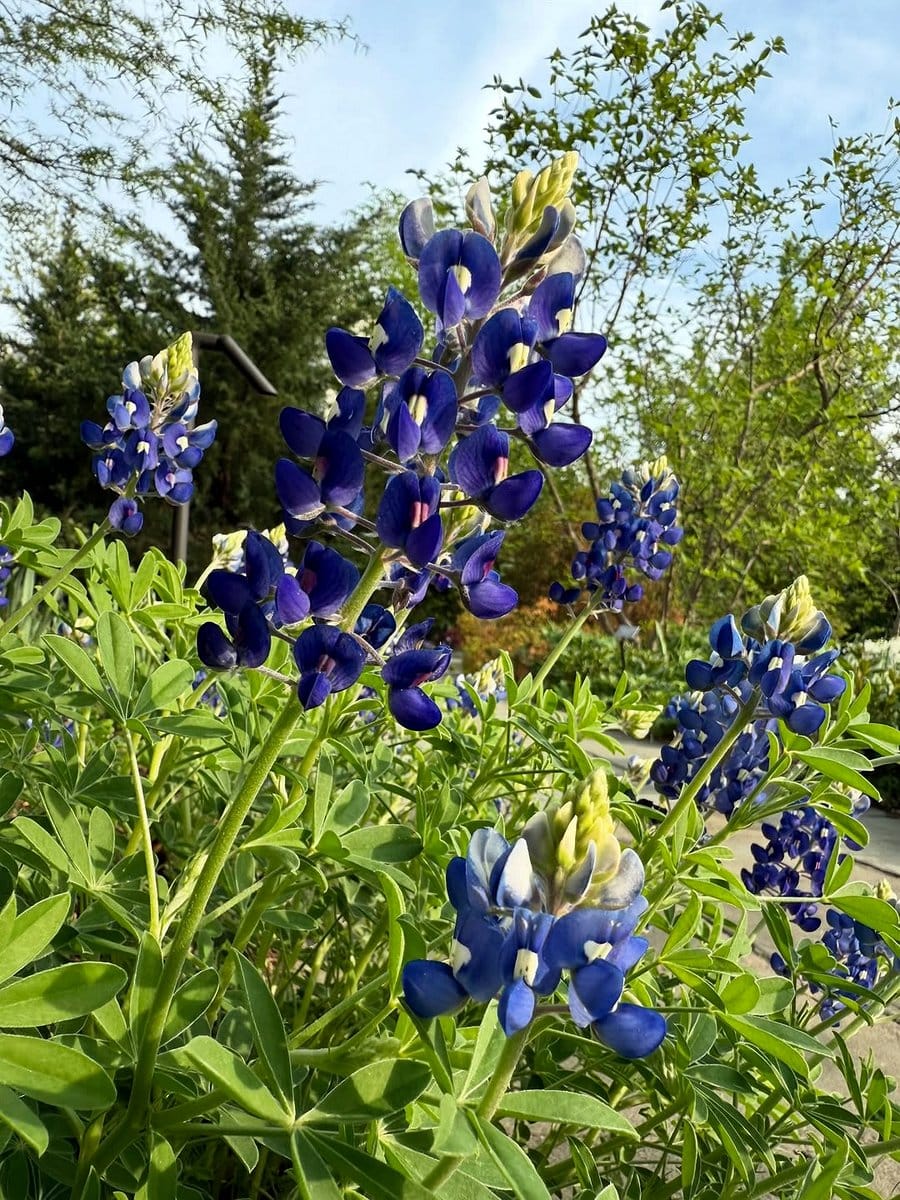 colorful flowers attracting bees in fountain