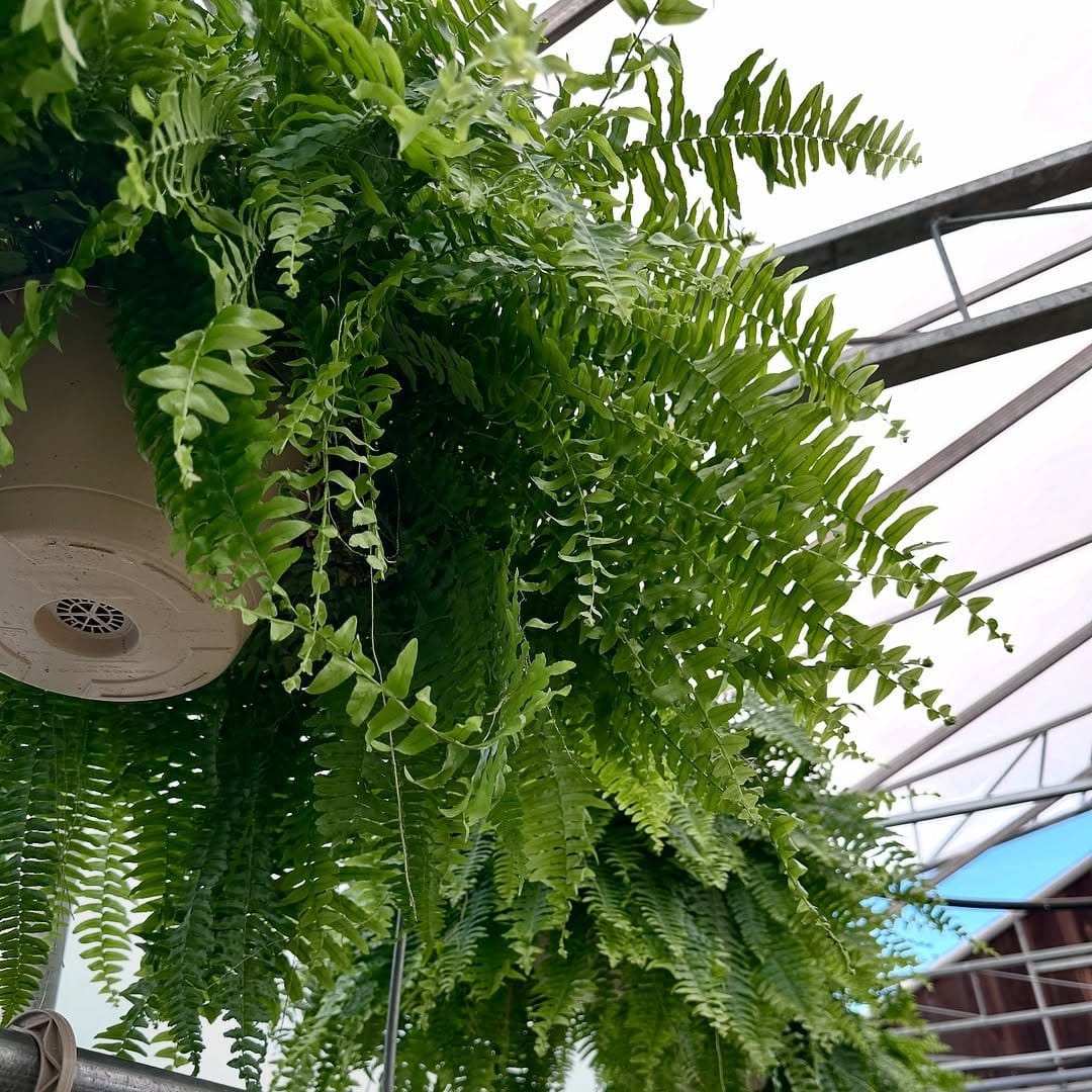 Vibrant Boston fern in hanging basket