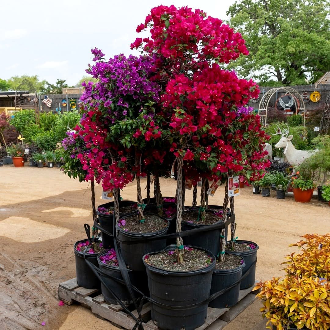 bougainvillea with vibrant blooms